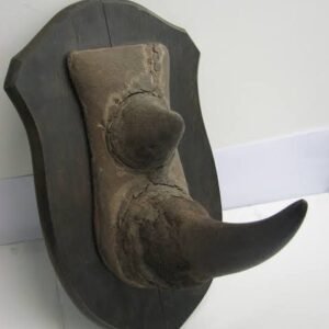 White Rhinoceros Horn Pair