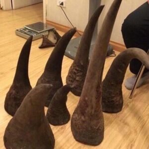 Black Rhino Horns Pair